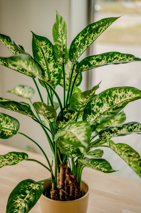 Dieffenbachia - Kunstig Grøn Plante