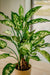 Dieffenbachia - Kunstig Grøn Plante