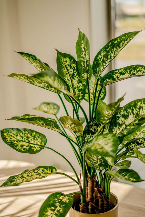 Dieffenbachia - Kunstig Grøn Plante