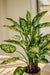 Dieffenbachia - Kunstig Grøn Plante