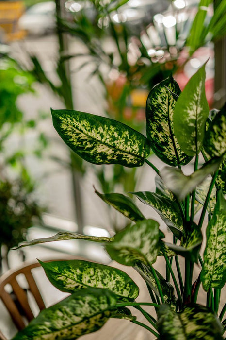 Dieffenbachia - Kunstig Grøn Plante