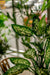 Dieffenbachia - Kunstig Grøn Plante