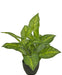 Dieffenbachia - Kunstig Grøn Plante