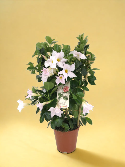 Dipladenia Hvid