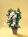 Dipladenia Hvid