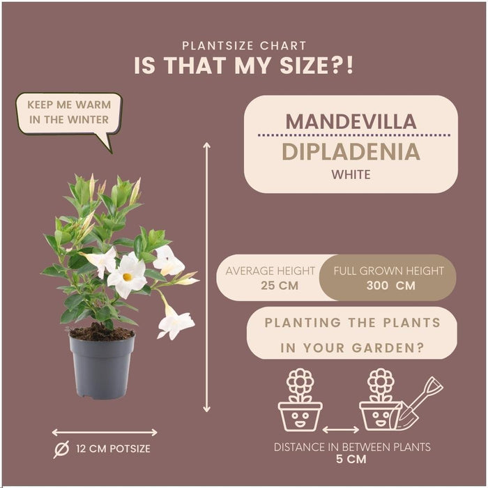 Dipladenia Hvid - D12Cm - Udendørs Blomstrende Plante