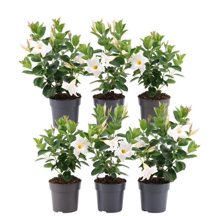 Dipladenia Hvid - D12Cm - Udendørs Blomstrende Plante