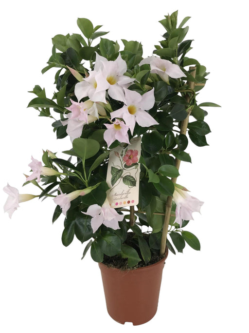 Dipladenia Hvid