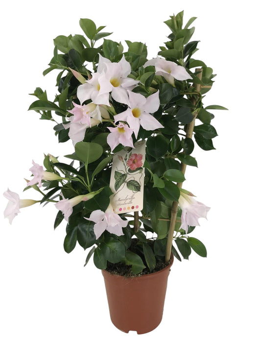 Dipladenia Hvid