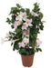 Dipladenia Hvid