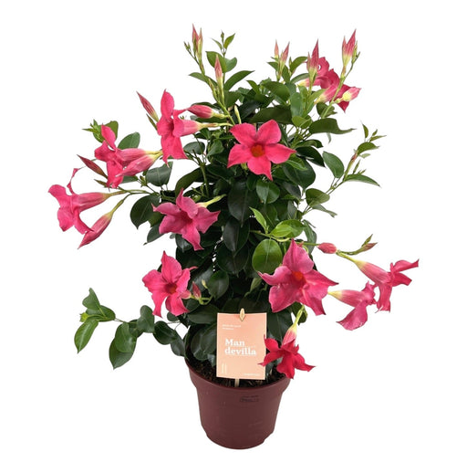 Dipladenia - Mandevilla Zomerville Pink Pyramid