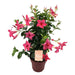 Dipladenia - Mandevilla Zomerville Pink Pyramid