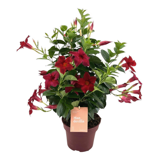 Dipladenia - Mandevilla Zomerville Røde Pyramide