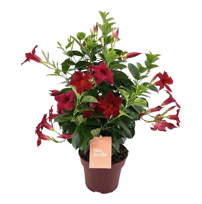 Dipladenia - Mandevilla Zomerville Røde Pyramide