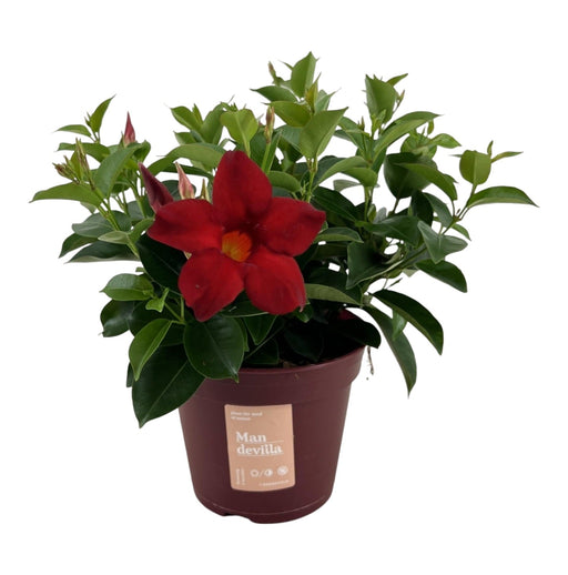Dipladenia - Mandevilla Zomerville Rød