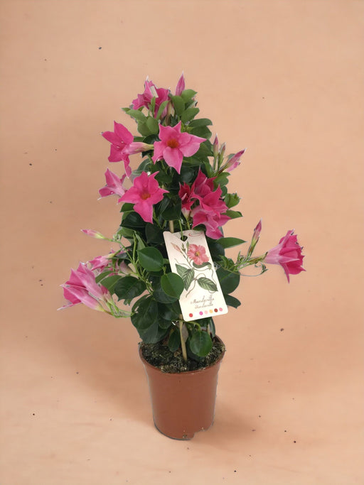Dipladenia Pyramid Pink