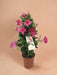 Dipladenia Pyramid Pink