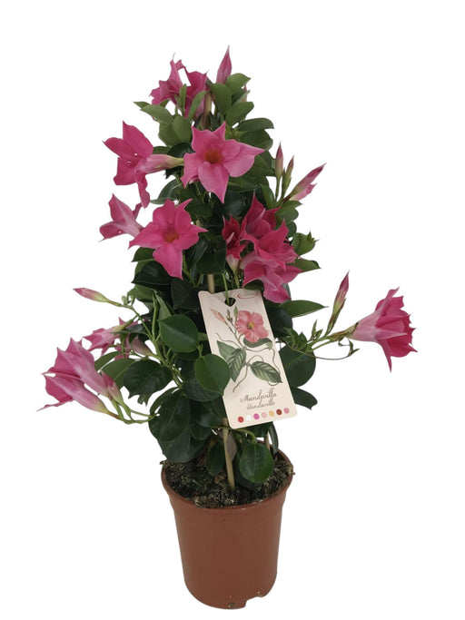 Dipladenia Pyramid Pink