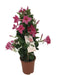 Dipladenia Pyramid Pink