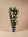 Pastel Pink Dipladenia