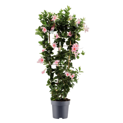 Pastel Pink Dipladenia