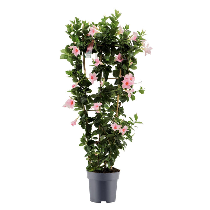 Pastel Pink Dipladenia
