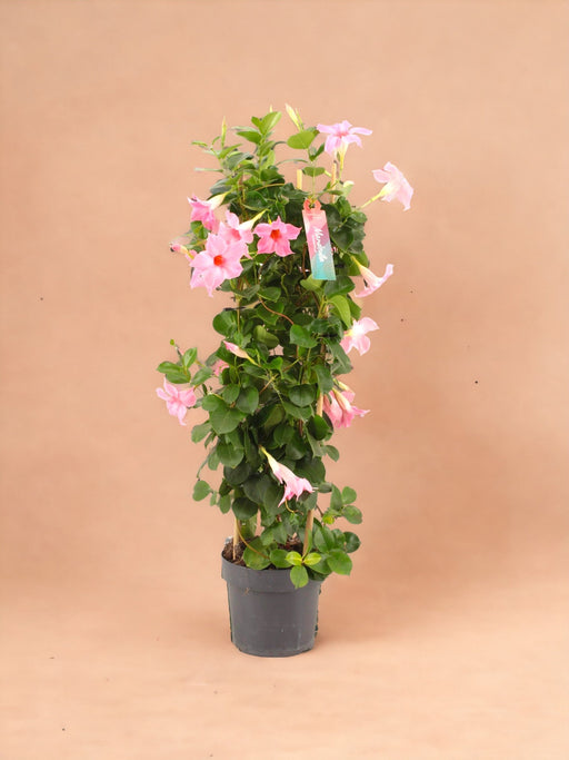 Dipladenia Tower Pink