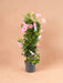 Dipladenia Tower Pink