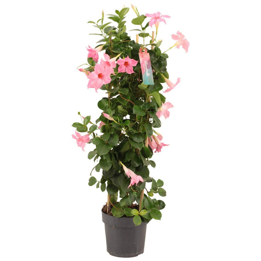 Dipladenia Tower Pink