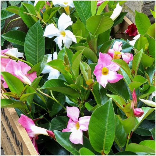 Dipladenia Hvid X 6