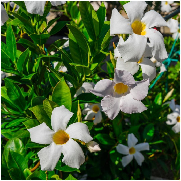 Dipladenia Hvid X 6