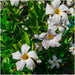 Dipladenia Hvid X 6