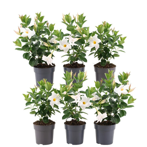Dipladenia Hvid X 6
