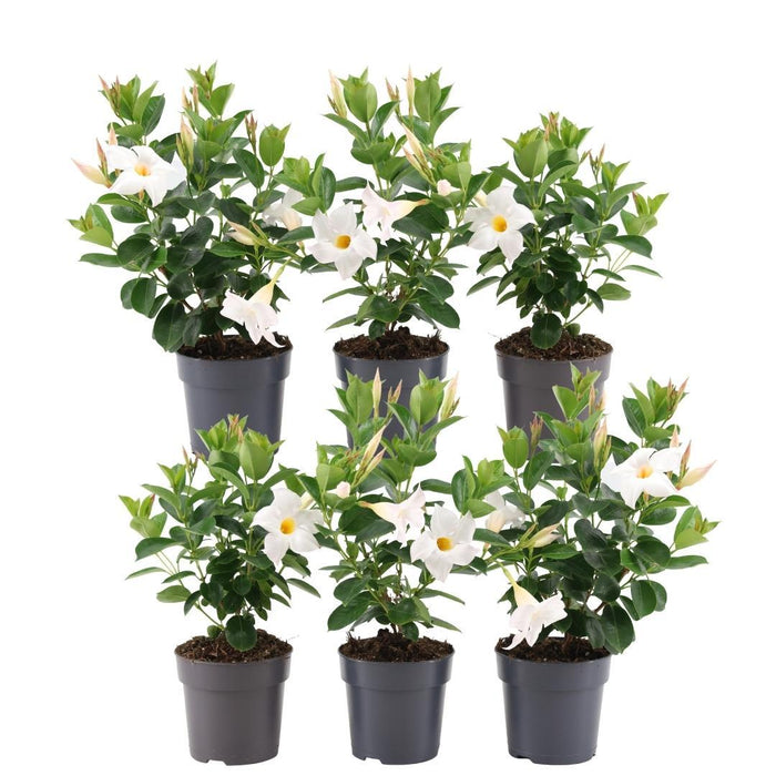 Dipladenia Hvid X 6