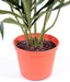 Grøn Kunstig Dracaena 75 Cm Til Indretning