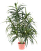 Grøn Kunstig Dracaena 75 Cm Til Indretning