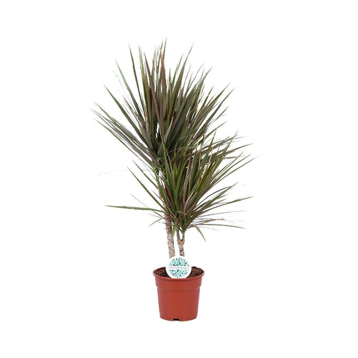 Dracaena Bicolor
