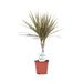Dracaena Bicolor