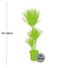 Dracaena Bicolor