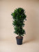 Dracaena Compacta