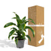 Dracaena 'Fragrans Groen Geel'