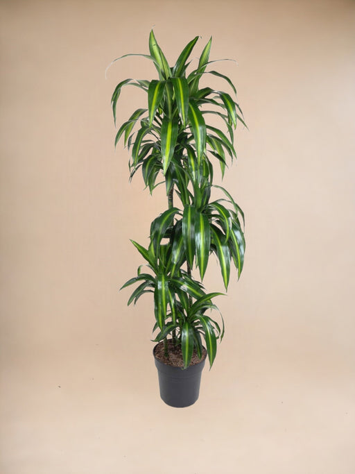 Dracaena Hawaiiana Karrusel - 150 Cm - Ø31