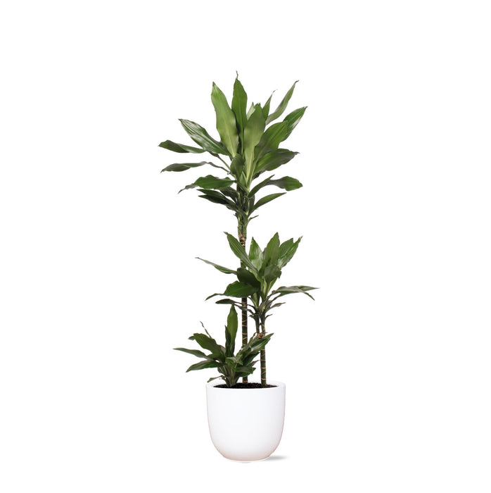 Dracaena Janet Lind Og Hendes Gryde