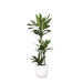 Dracaena Janet Lind Og Hendes Gryde