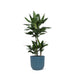 Dracaena Janet Lind Og Hendes Gryde