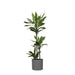 Dracaena Janet Lind Og Hendes Gryde