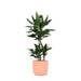 Dracaena Janet Lind Og Hendes Gryde