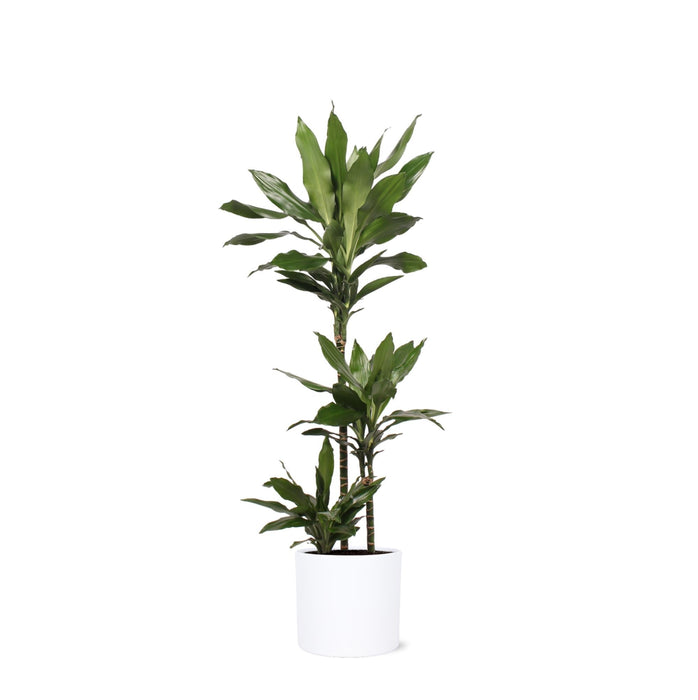 Dracaena Janet Lind Og Hendes Gryde