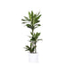 Dracaena Janet Lind Og Hendes Gryde