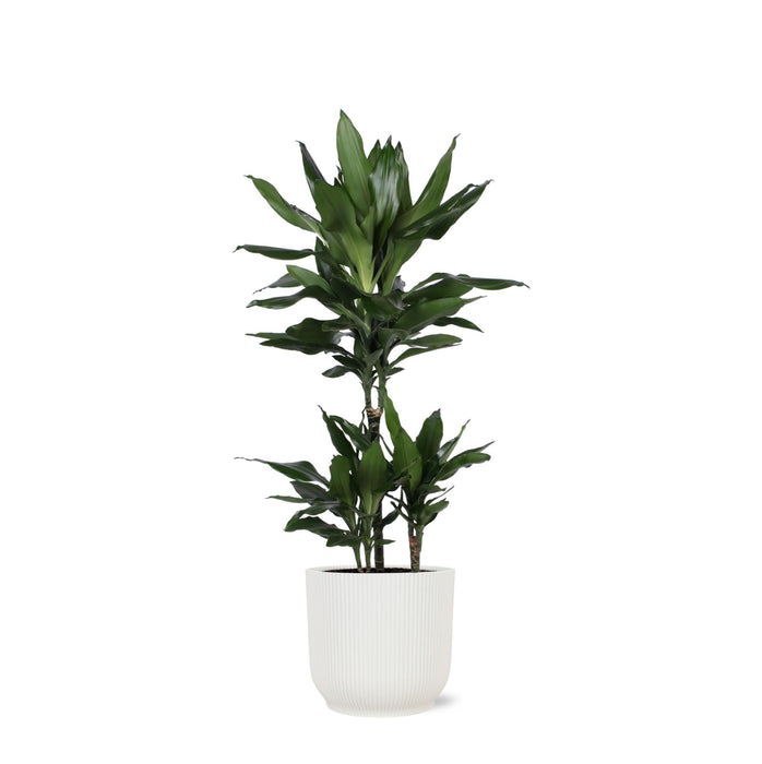 Dracaena Janet Lind Og Hendes Gryde